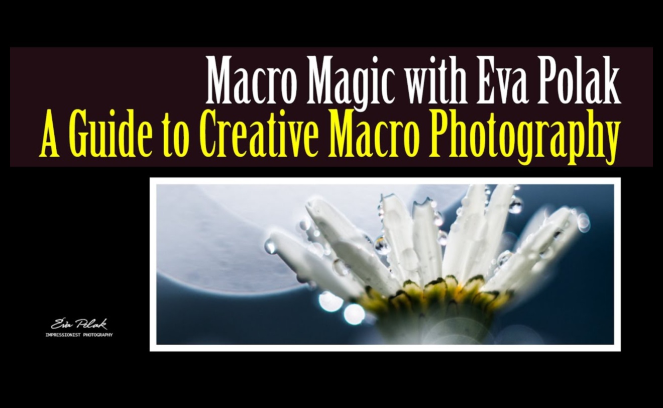Macro Mystique: Deblocarea secretelor fotografiei la scară mică