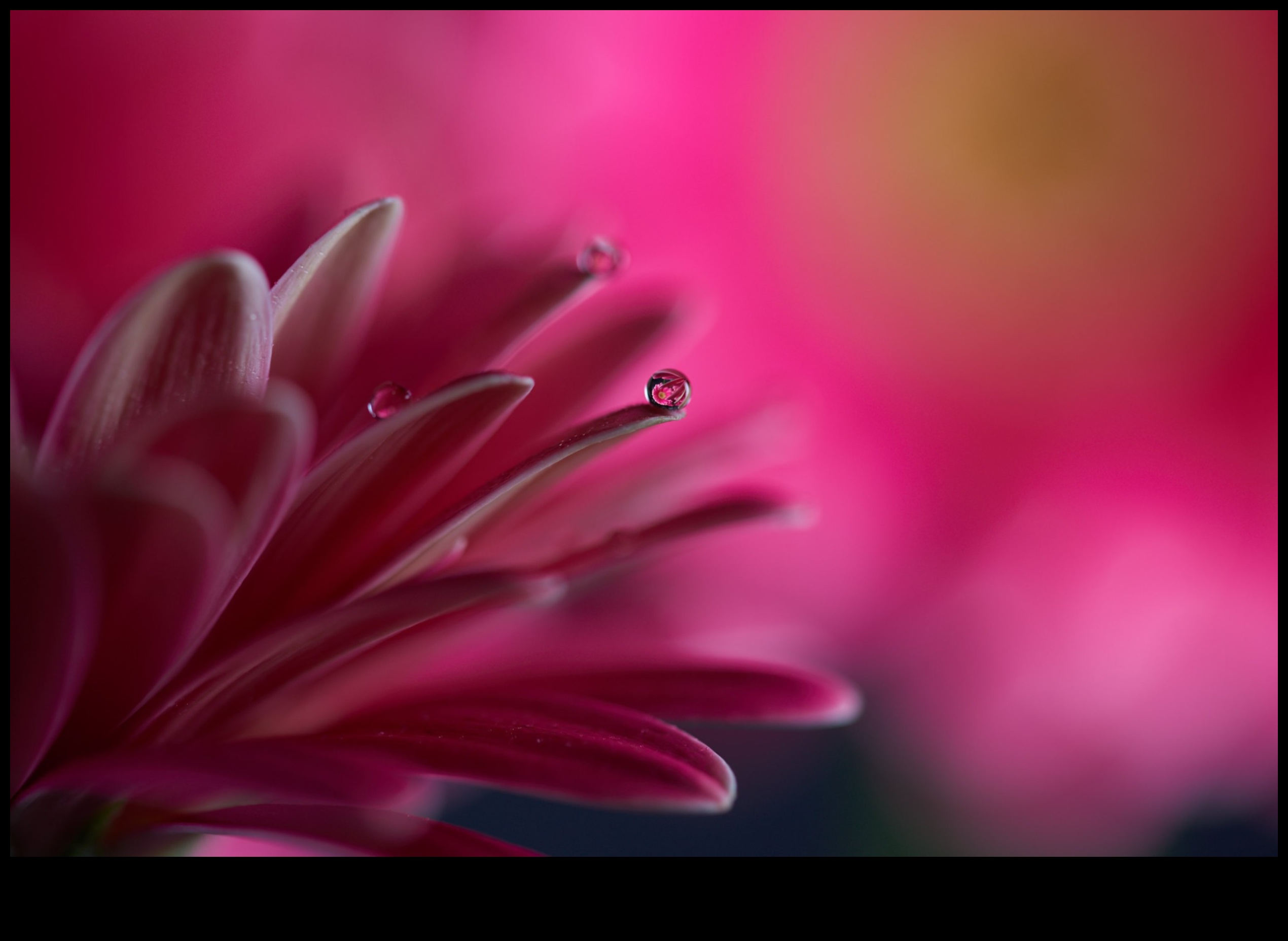 Petal Poetry Surprinde frumusețea florilor cu macrofotografie 3 Petal Poetry: Stăpânirea tehnicilor pentru fotografierea cu flori macro