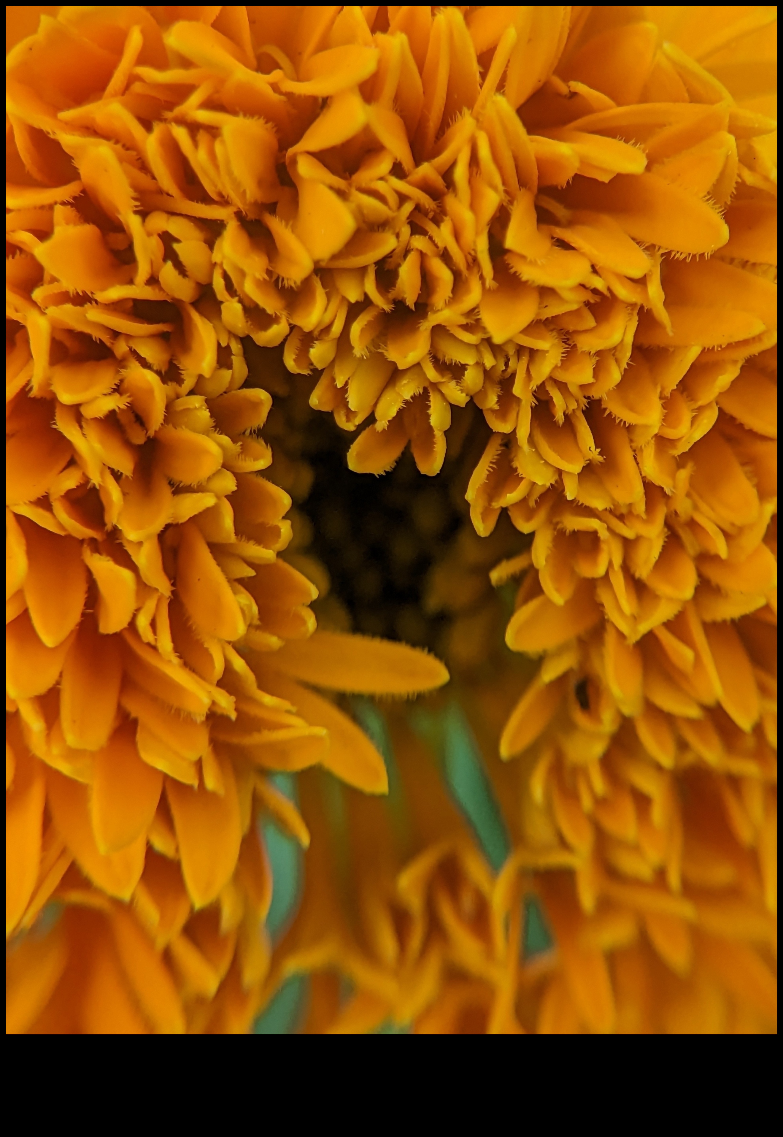 Petal Poetry Surprinde frumusețea florilor cu macrofotografie 2 Petal Poetry: Stăpânirea tehnicilor pentru fotografierea cu flori macro