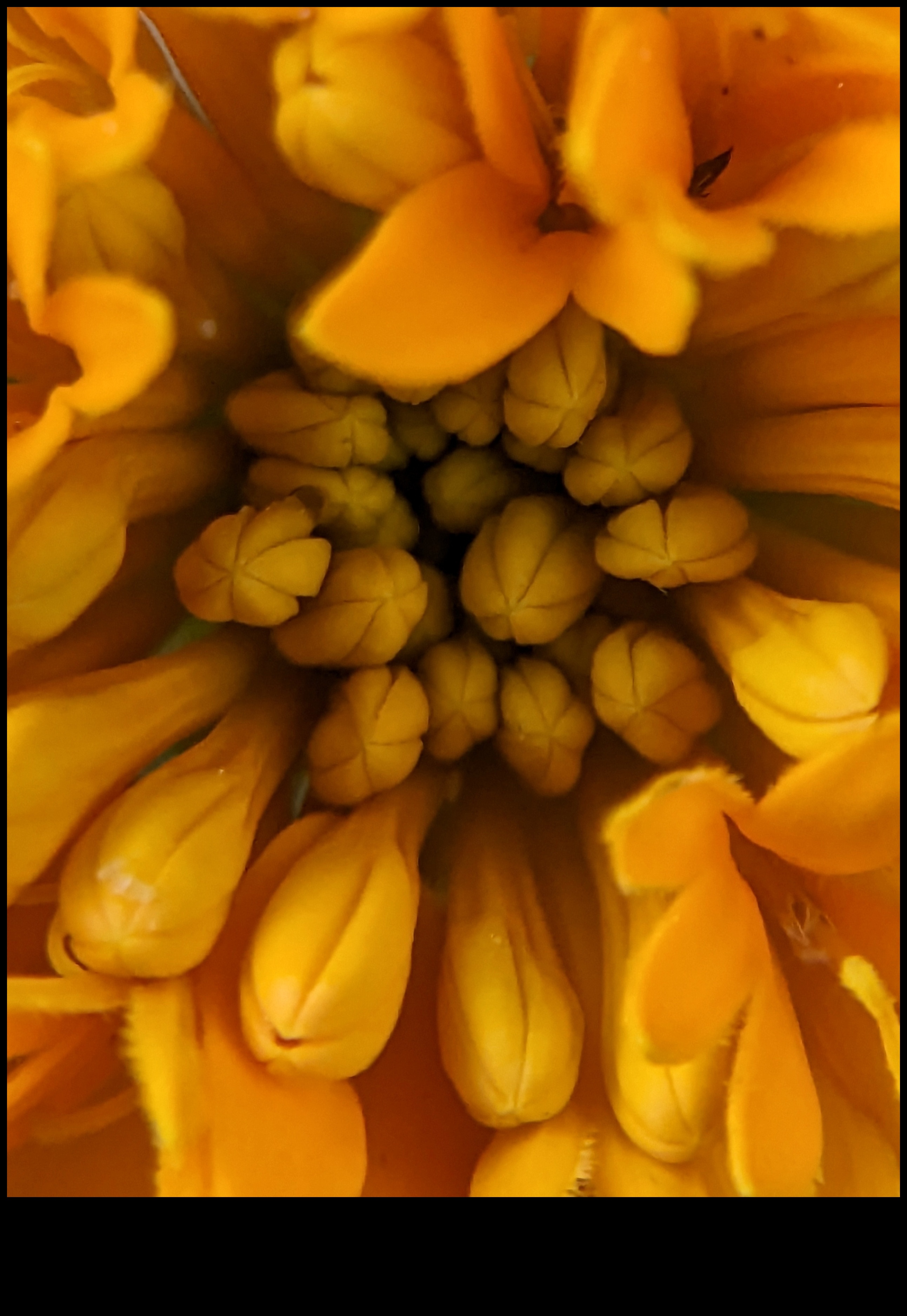 Petal Poetry Surprinde frumusețea florilor cu macrofotografie 5 Petal Poetry: Stăpânirea tehnicilor pentru fotografierea cu flori macro