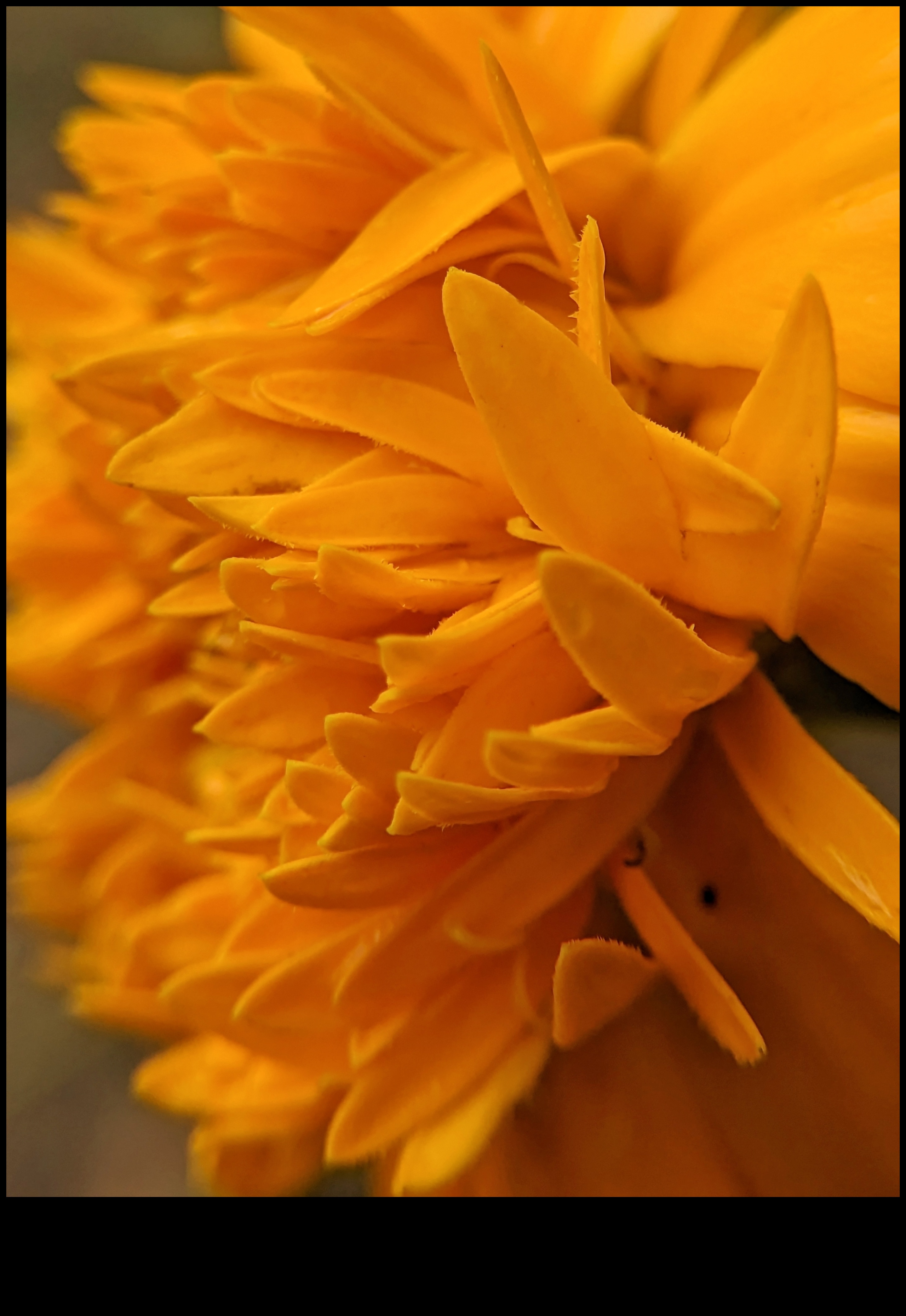 Petal Poetry Surprinde frumusețea florilor cu macrofotografie 4 Petal Poetry: Stăpânirea tehnicilor pentru fotografierea cu flori macro