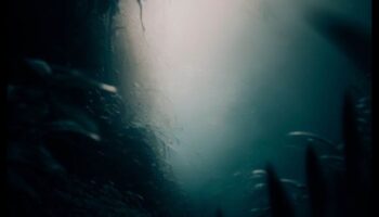 Dincolo de suprafață: dezvăluirea frumuseții ascunse prin capturi macro captivante