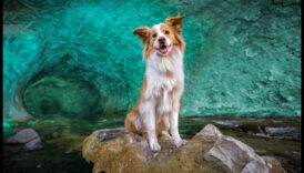 Fotografie dezlănțuită: scufundă-te în măiestrie cu educația experților