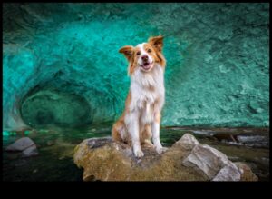 Fotografie dezlănțuită: scufundă-te în măiestrie cu educația experților