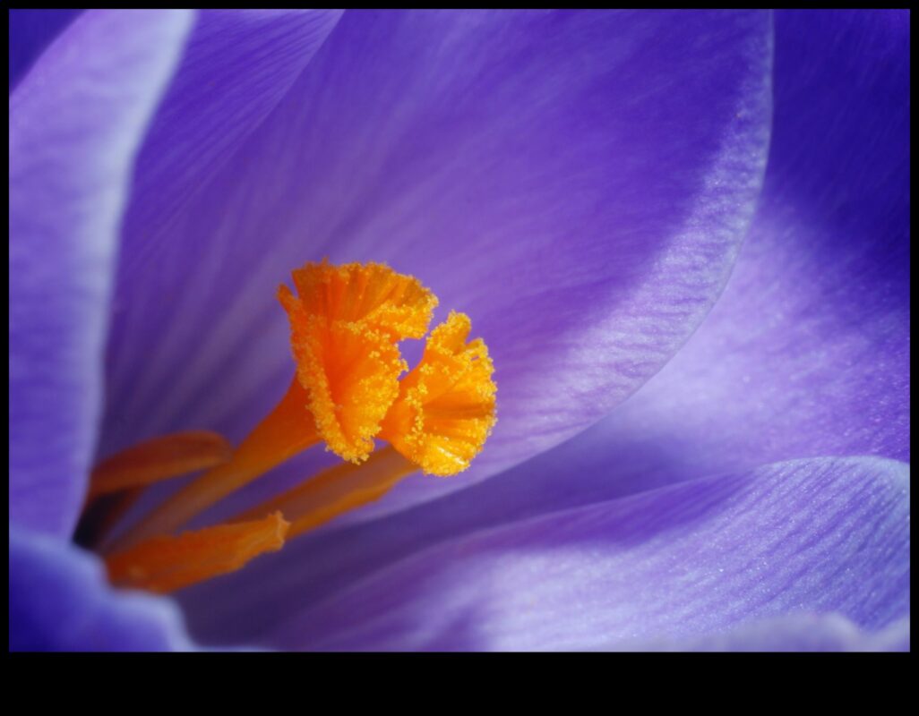 Macro Mystique: Deblocarea secretelor fotografiei la scară mică