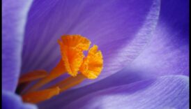 Macro Mystique Un povatuitor asupra a a se indrepta magia fotografiei la scară mică 6 Macro Mystique: Deblocarea secretelor fotografiei la scară mică