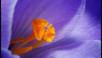 Macro Mystique: Deblocarea secretelor fotografiei la scară mică