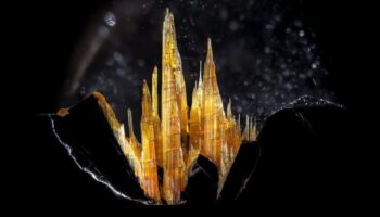 Miniaturi fermecate: o expediție vizuală în tărâmuri microscopice