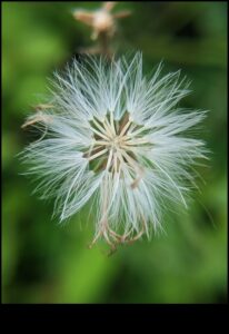 Petal Poetry: Stăpânirea tehnicilor pentru fotografierea cu flori macro