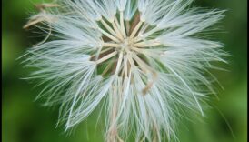 Petal Poetry: Stăpânirea tehnicilor pentru fotografierea cu flori macro